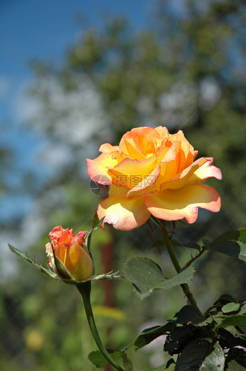 黄粉玫瑰珠子热情黄色白色浪漫脆弱性宏观花瓣园艺花园图片