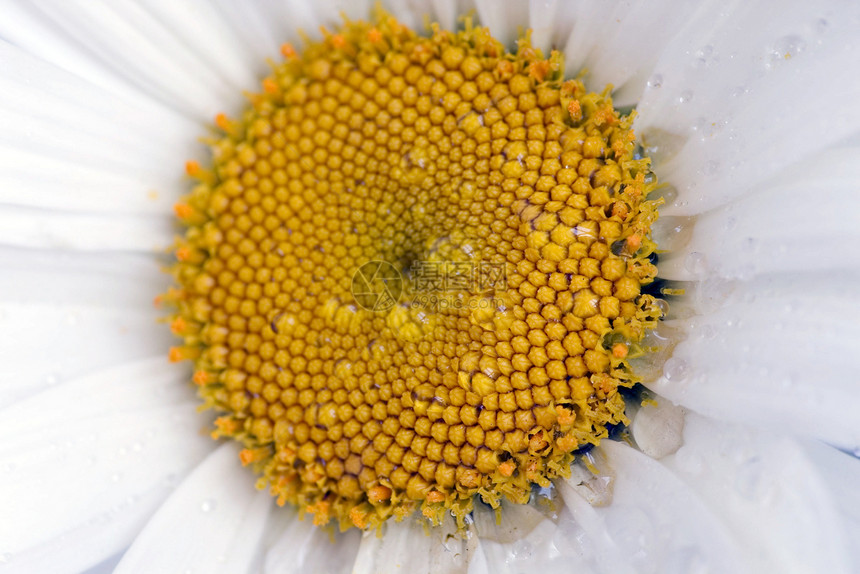 分子花园宏观生长植物花束季节花瓣植物学甘菊美丽图片