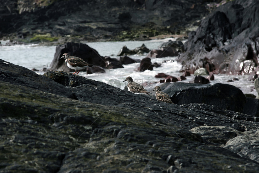 三只小鸟石头年轻人羽毛崎岖软木天空悬崖荒野野生动物涟漪图片