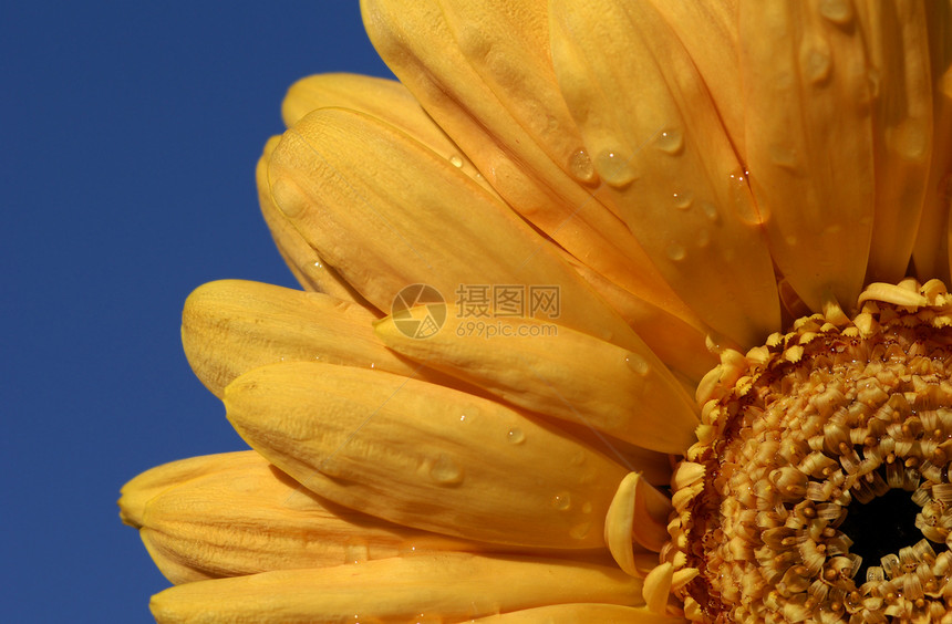 近距离拍下黄色的雪贝拉菊花图片