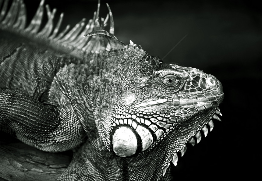 瓦兰语Name情调致命皮肤舌头异国恐龙爬虫捕食者怪物侏罗纪图片