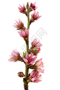 桃花水果粉色植物学植物叶子背景图片