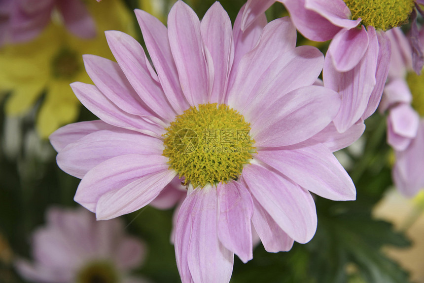 开花植物花园植物群生活粉色花瓣静物绿色紫色花粉图片