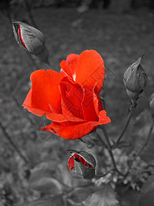 玫瑰植物黑色红色白色背景图片