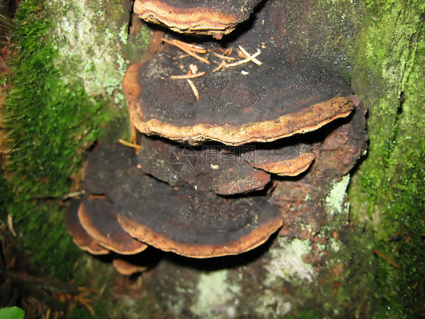 暗蘑菇图片
