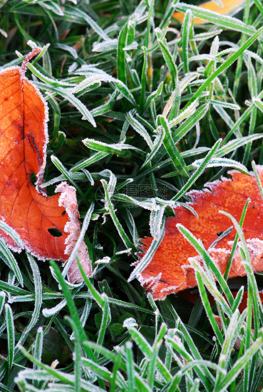 霜叶叶叶子植物地面夫妻卷曲磨砂碱液树叶宏观水晶图片