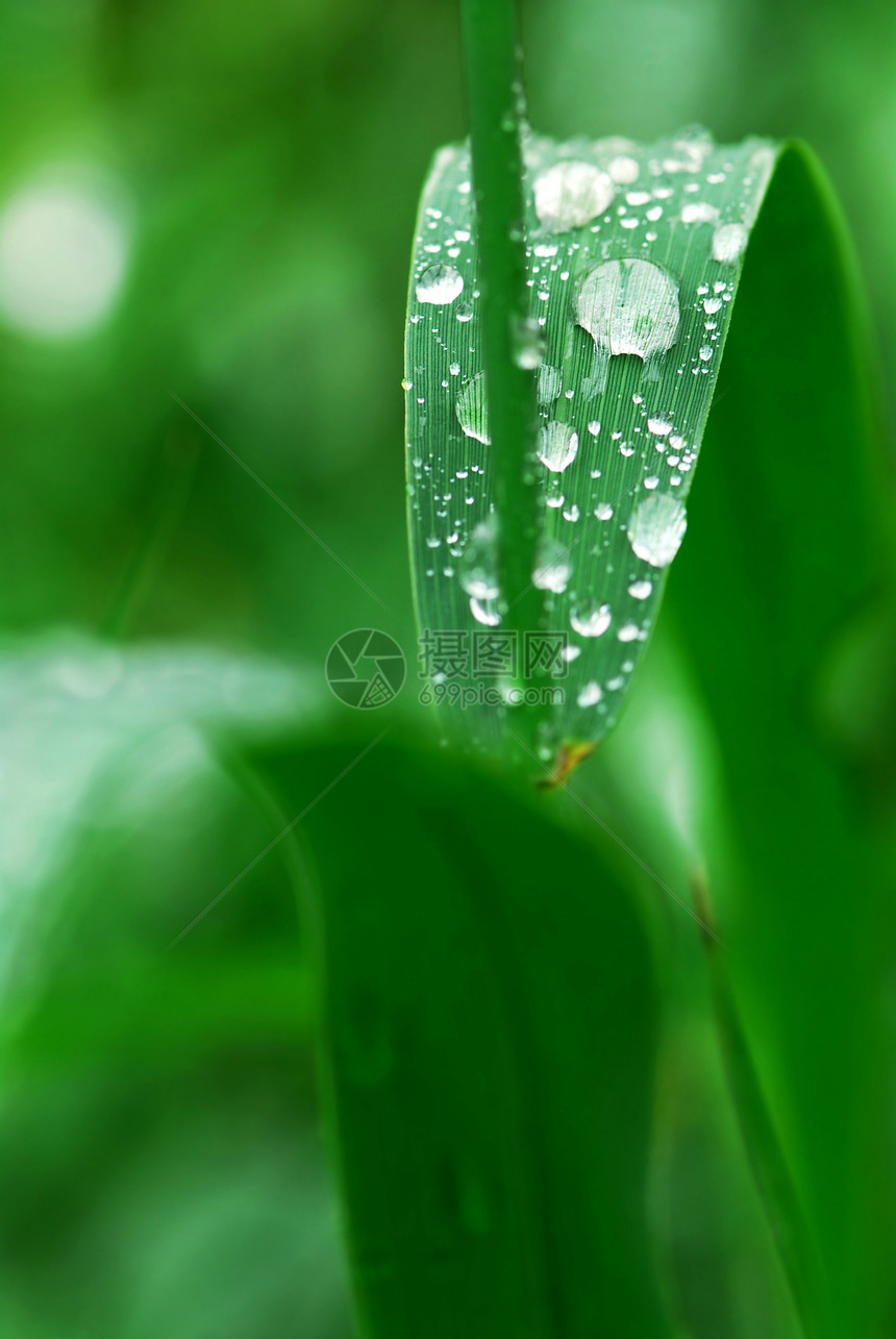 草地上的雨滴刀刃生态蒸汽飞沫露水宏观树叶生长绿色圆形图片