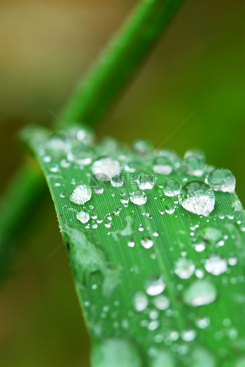 草地上的雨滴叶子飞沫绿色场地宏观绿色植物水滴生长植物刀刃图片