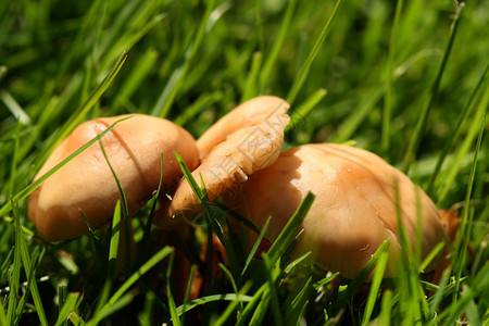 草丛中的蘑菇菌类棕色绿色季节背景图片