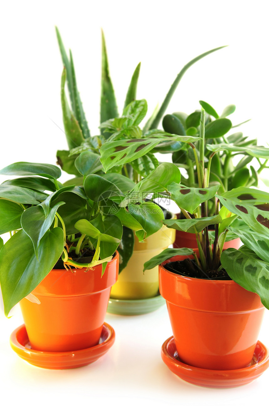 各种家居植物培育温室花园苗圃装饰装潢园艺植物学热带风格图片