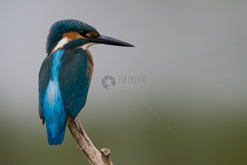 Kingfisher 阿尔西多蓝色野生动物翠鸟图片
