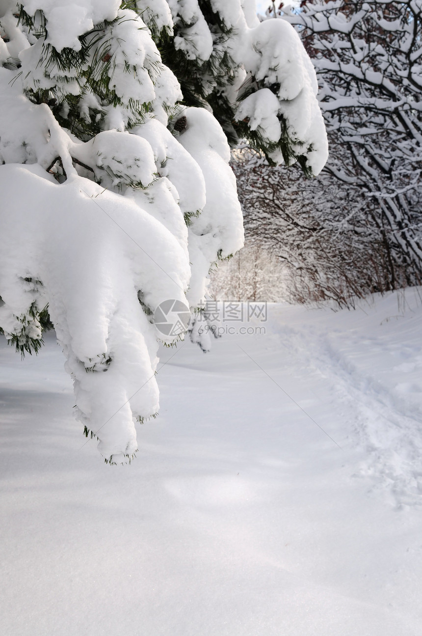 冬季森林路线远足踪迹公园天气娱乐木头小路场景风景降雪图片
