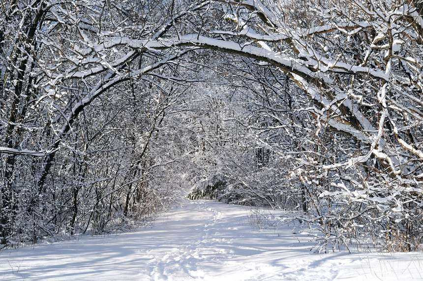 冬季森林路线小路天篷远足公园树木分支机构木头季节降雪天气图片