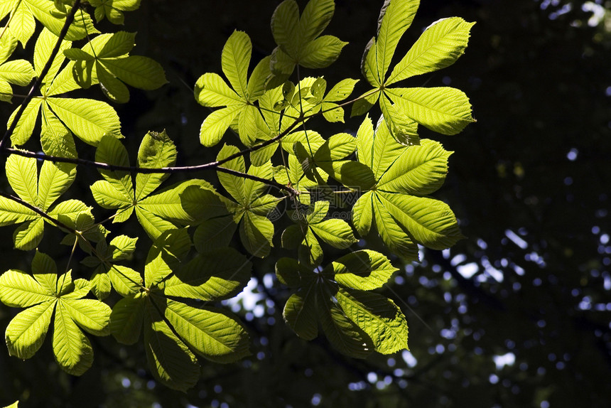 森林中的绿叶生长美丽环境公园叶子太阳活力季节晴天树木图片