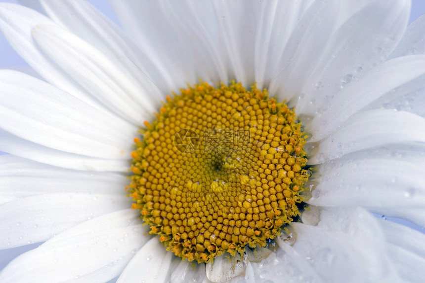 分子花束植物群季节植物学生长卡片洋甘菊甘菊叶子植物图片