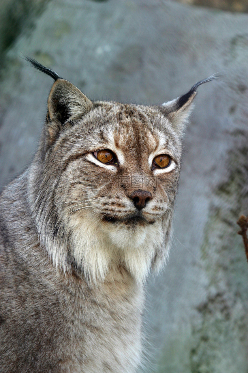 Lynx 林克野猫哺乳动物山猫胡须毛皮猫科动物外套食肉耳朵图片