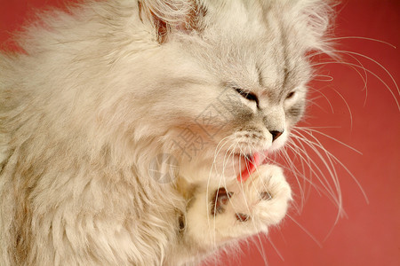粉色舌头的猫清理小猫婴儿眼睛耳朵动物伴侣猫咪宠物朋友粉色背景