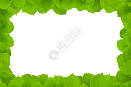 绿叶树木框架小枝叶子乡村植物蓝色生态森林枝条背景图片