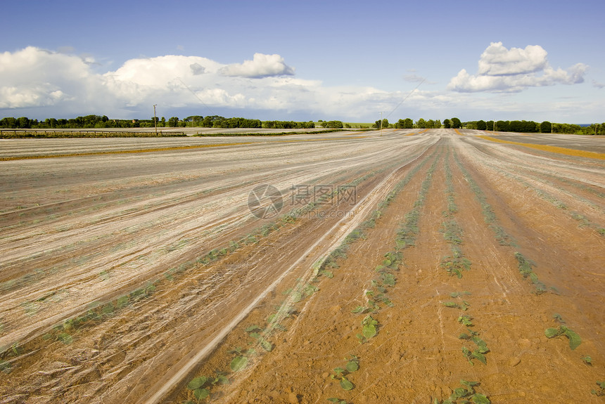 作物变暖晴天园艺农场农田绿色蓝色农作物天空电线杆壤土图片