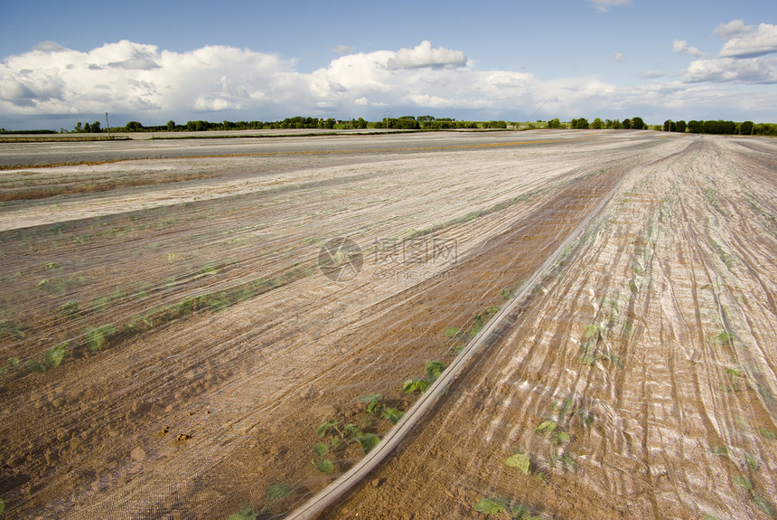 作物变暖耕地农业绿色天空农田电线杆晴天地球蓝色农作物图片