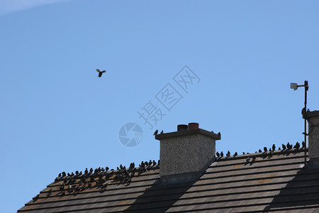 飞屋鸟儿在屋顶上边缘烟囱八哥路径航班天空蓝色财产宋体编队背景