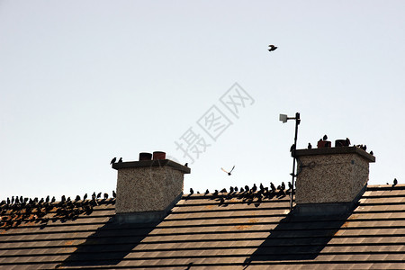 飞屋屋顶上的鸟儿蓝色编队瓷砖天空石板航班边缘飞行宋体移民背景