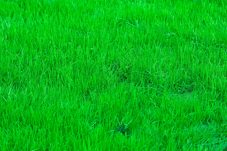 绿色场地沥青运动植物草地公园体育场足球高清图片