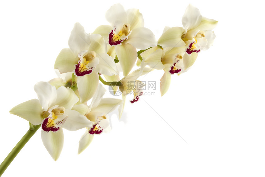 兰花植物学疗法花瓣香味异国芳香植物热带花束情调图片