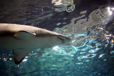 游泳鲨鱼海洋热带蓝色海绵背景图片