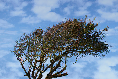 风吹的云吹在风中季节树干植物群叶子森林植物天空木头树叶背景