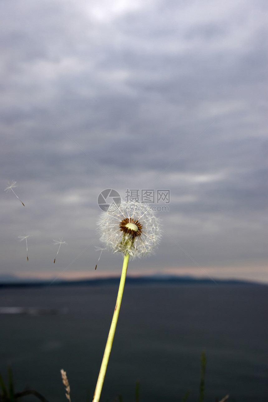 花生2海洋草地杂草植物牧草问题日落花粉场地过敏图片