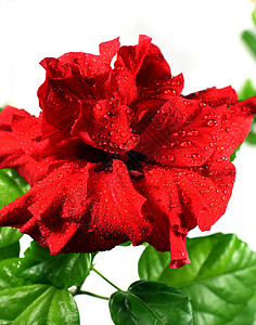 中国玫瑰花床单花瓣背景图片