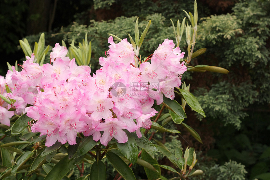 杜鹃叶子树叶花序粉色花园植物绿色灌木图片