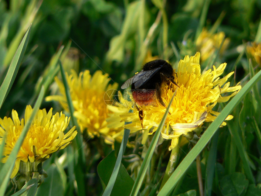 大黄蜂在丹迪利翁上昆虫学草地生物学花朵昆虫蜜蜂黄色图片