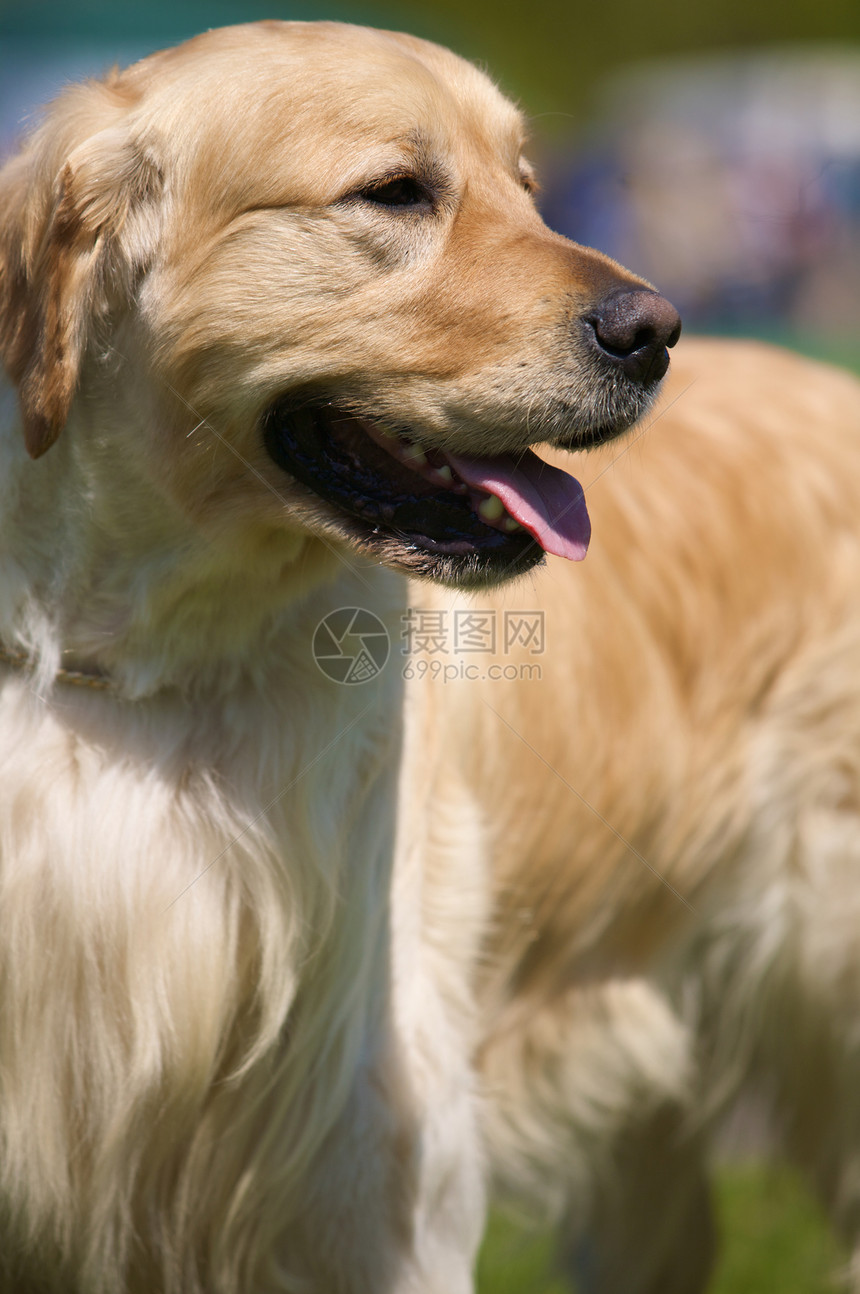 金色寻金狗狗犬类哺乳动物生物猎犬犬科宠物狼疮动物图片