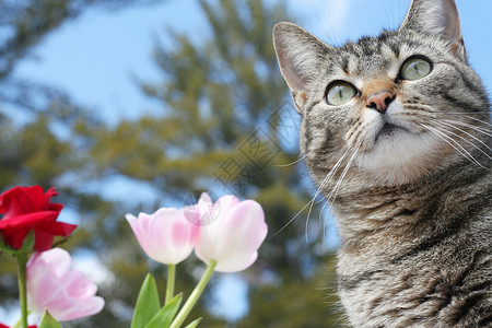 凯蒂猫红色背景春天在花园的凯蒂猫咪灰色晴天动物郁金香哺乳动物天空宠物猫科虎斑背景