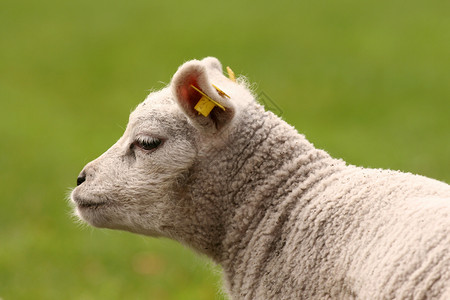 羊羔的肖像背景图片