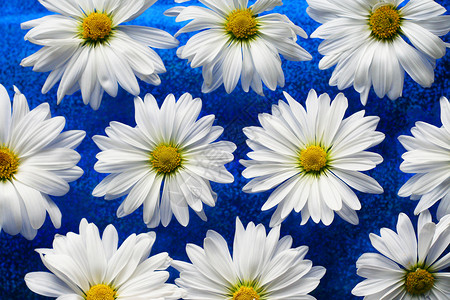 蓝玻璃上的白花朵背景射线花瓣花朵黄色蓝色白色背景图片