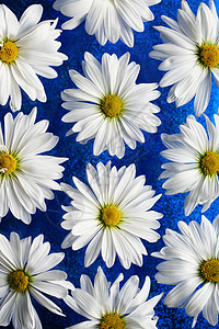 蓝玻璃上的白花朵花瓣黄色白色花朵蓝色背景射线背景图片