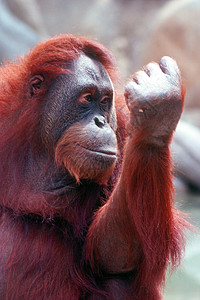 奥兰古人猩猩灵长类哺乳动物动物背景图片