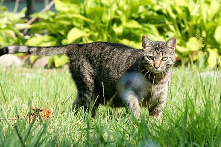 院子猫捕猎时的灰色猫背景