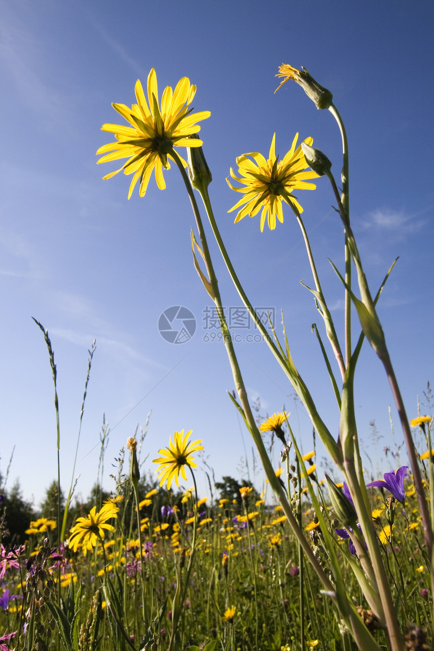 黄花草地生长蓝色天空生态太阳场地黄色晴天植物图片