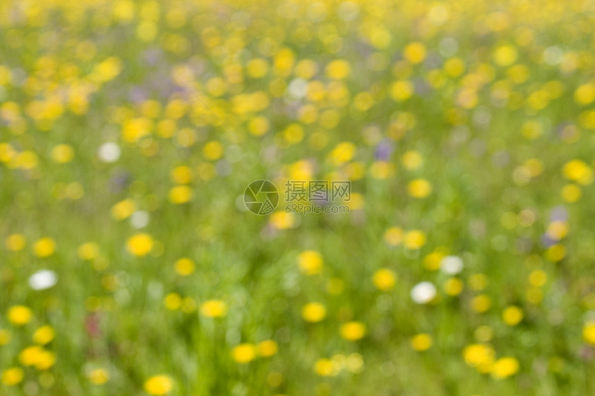 草地背景杂草照片植物植物群生长生活国家牧场黄色城市图片