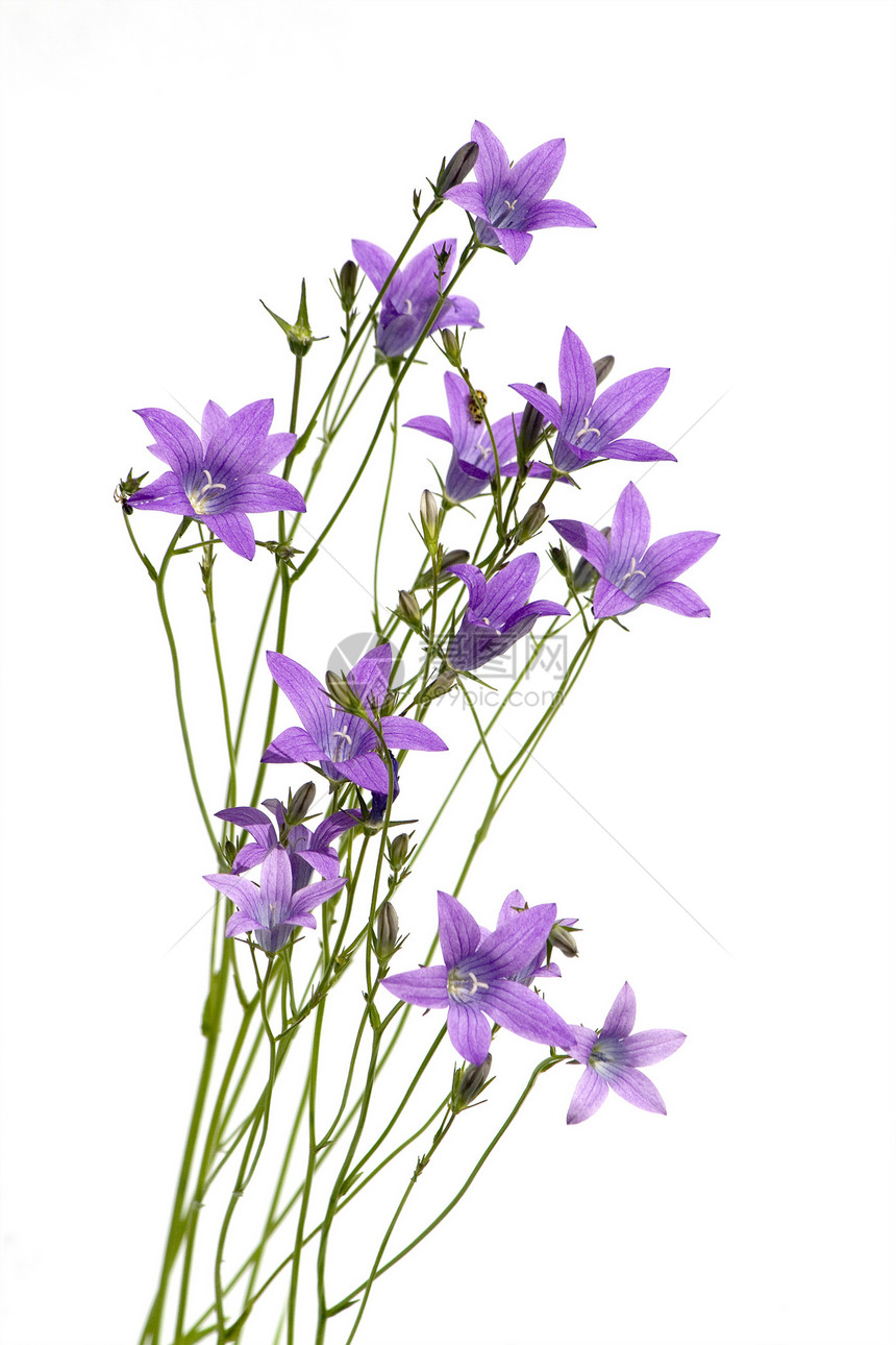 钟向花紫色压痛花园白色植物季节绿色植物学脆弱性风铃图片
