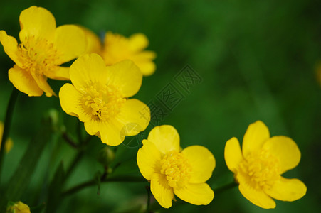 黄毛茛绿色草地场地宏观植物叶子生长野花喜悦毛茛背景图片