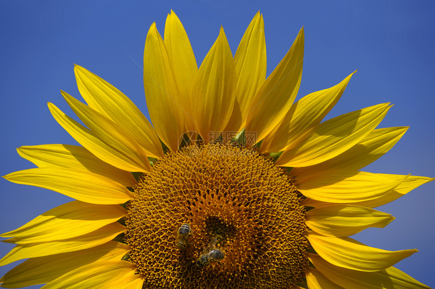 向日葵上的蜜蜂叶子蓝色花瓣晴天花粉天空园艺树叶花园阳光图片