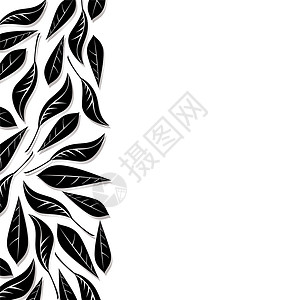 叶叶边界装饰品插图菜单白色框架阴影创造力黑色叶子背景图片