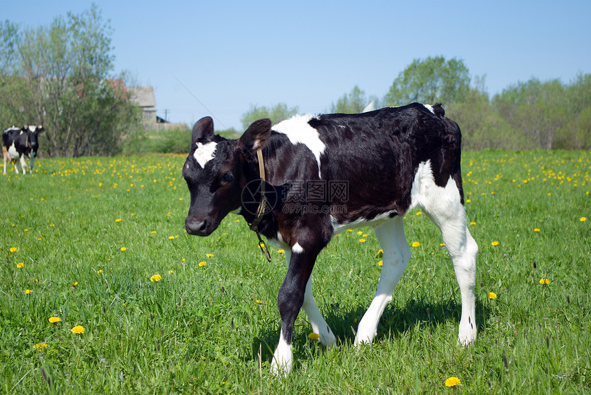 粘贴中的牛页天空牛奶场地黑色哺乳动物白色蓝色小牛牧场农业图片