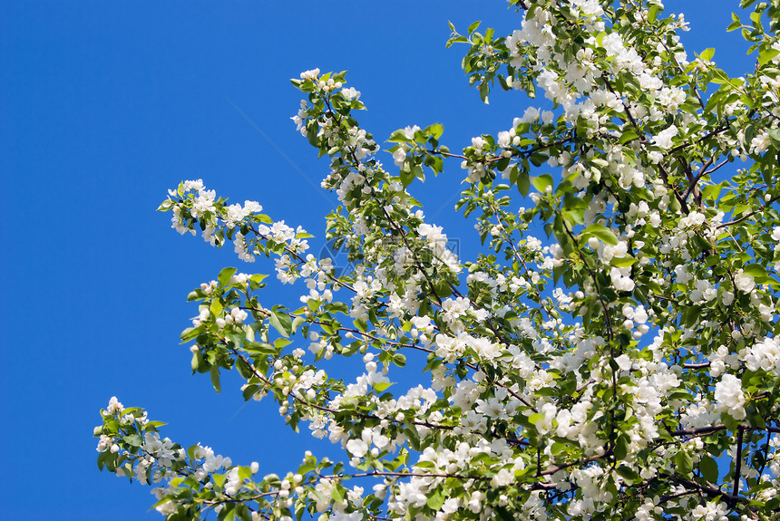 开花的树水果阳光季节花园植物野生动物蓝色花瓣晴天天空图片
