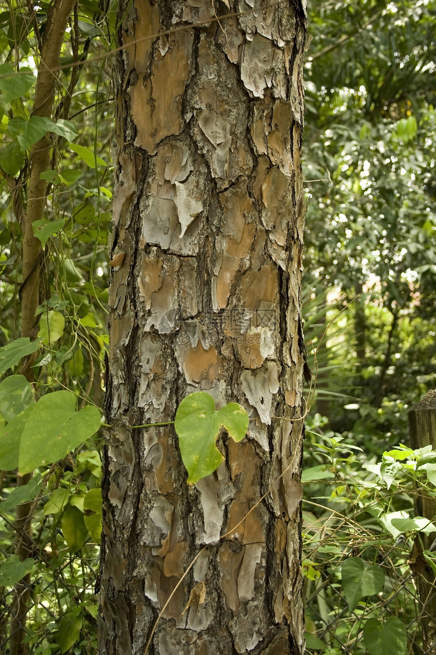佛罗里达棕榈树濒危雨林威胁树木绿色丛林图片
